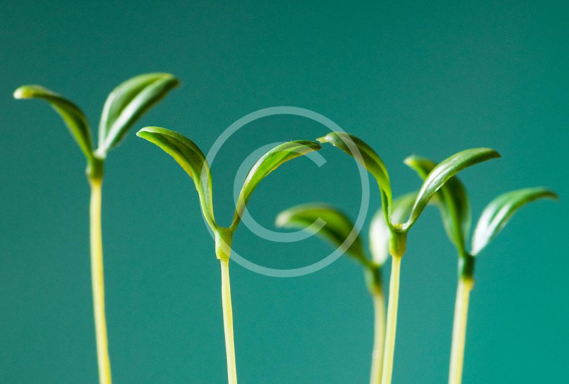 bigstock-Green-seedling-illustrating-co-14319230-2.jpg