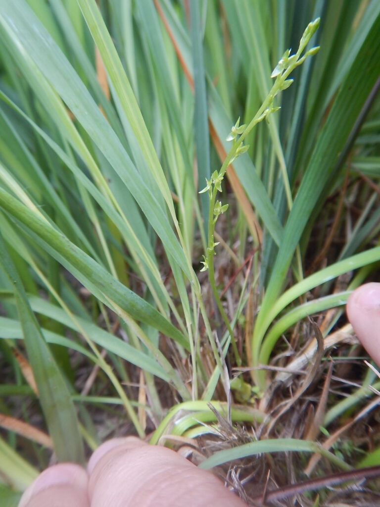 Hammarbya paludosa
