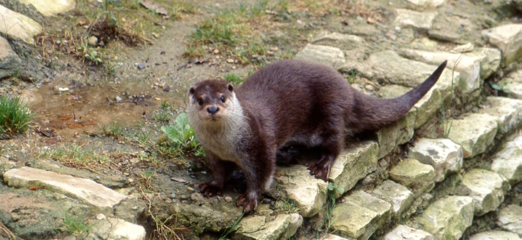 Loutre panor