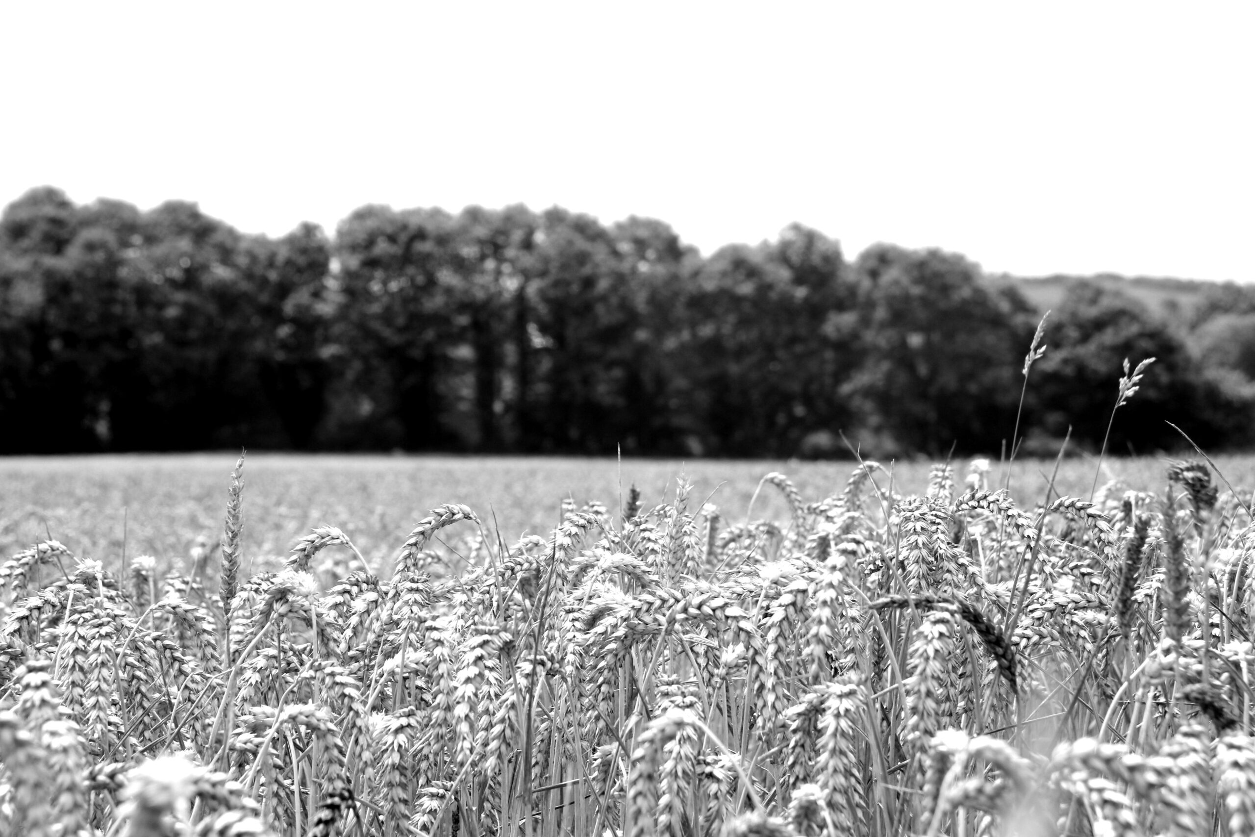 Img 0106 blackwhite