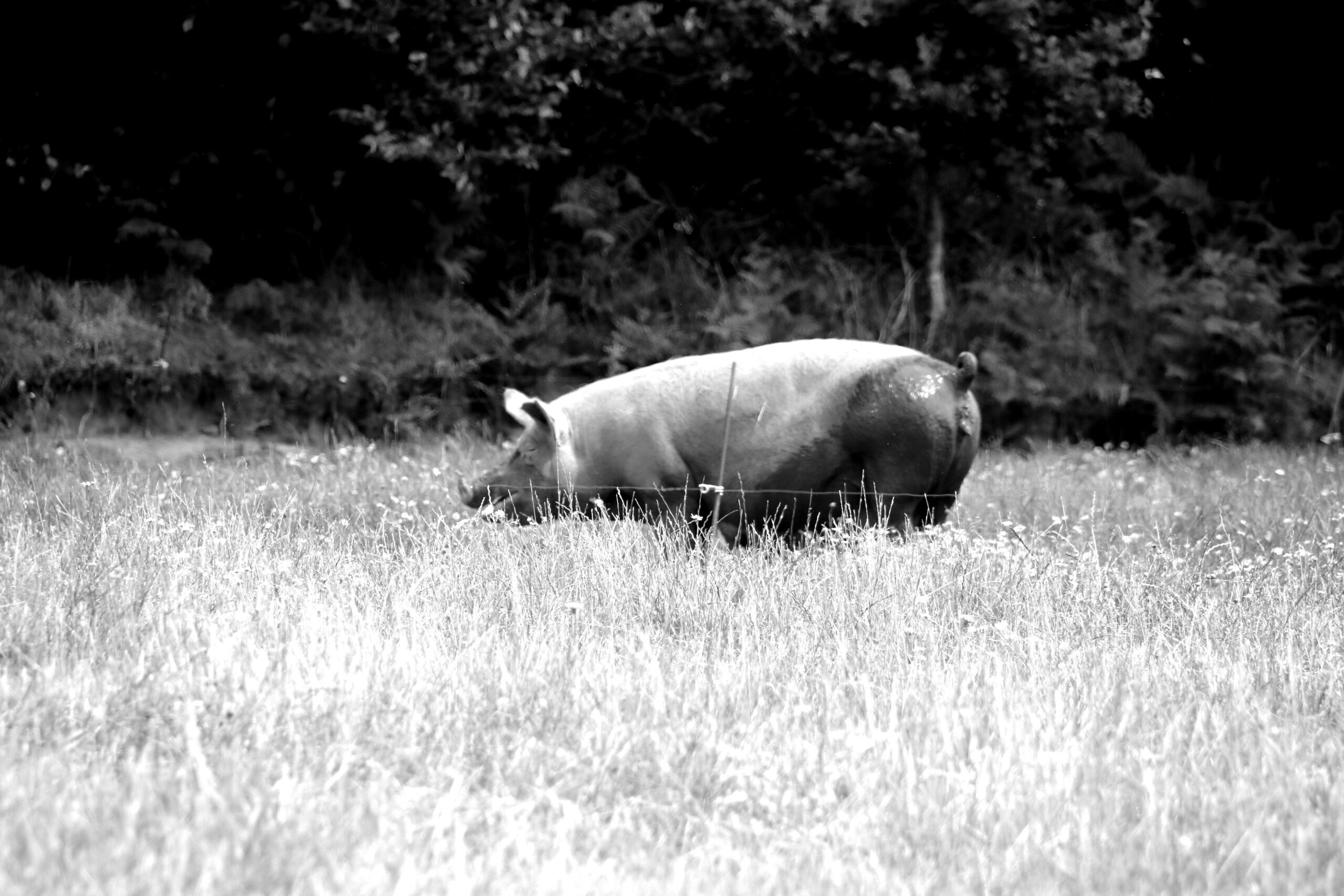 Img 0119 blackwhite