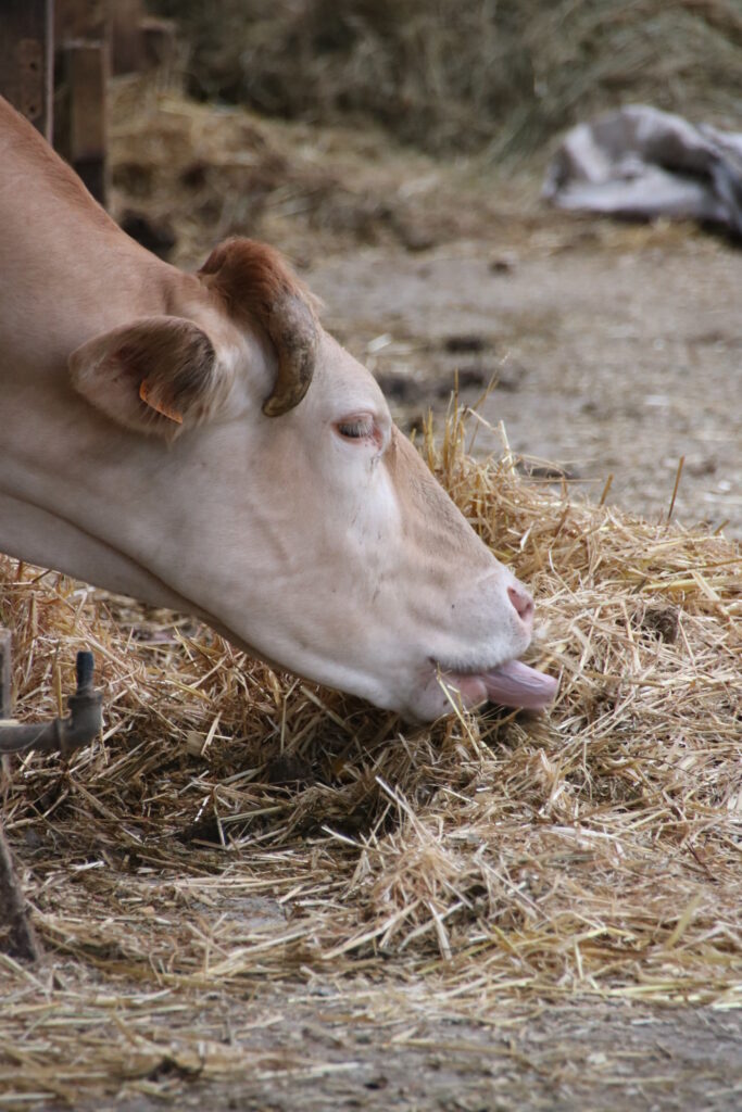 Vaches qui tire la langue