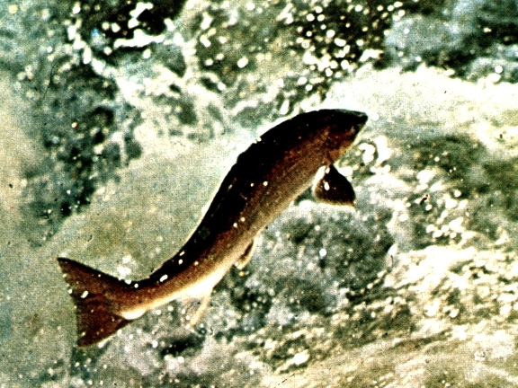 saumon-atlantique.jpg