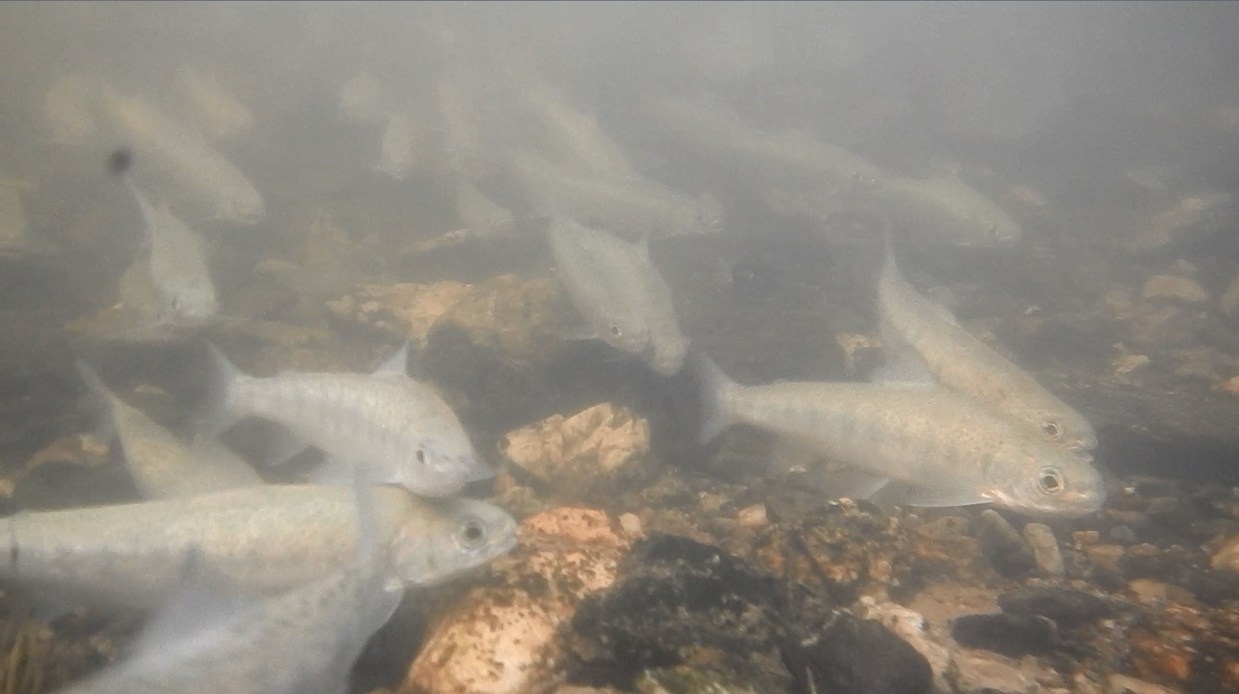 Lâcher smolts 22 3 19